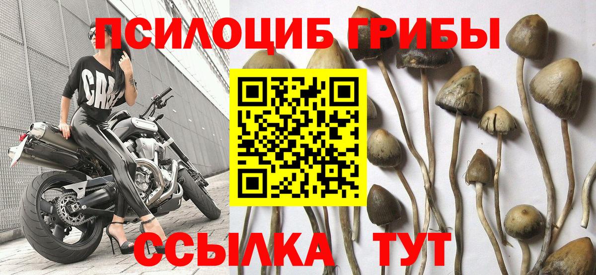 Псилоцибиновые грибы Psilocybe Лесосибирск